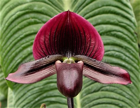 Famous Orchid Gardens Featuring Paphiopedilum magi cherry Orchids